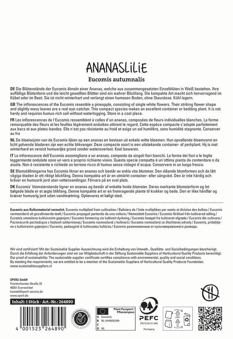 Blütenstände der Eucomis mit weißen Einzelblüten und gefransten Blättern, wächst in Kübel oder Beet.