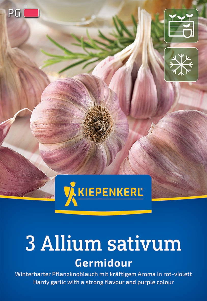 Winterknoblauch Germidour