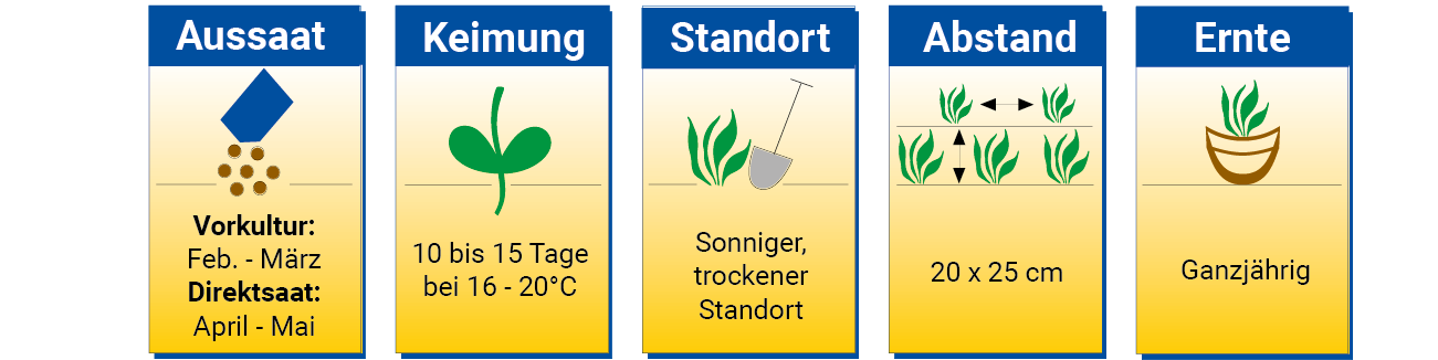 Pflanzenanleitung mit Abschnitten für Aussaat, Keimung, Standort, Abstand und Ernte.