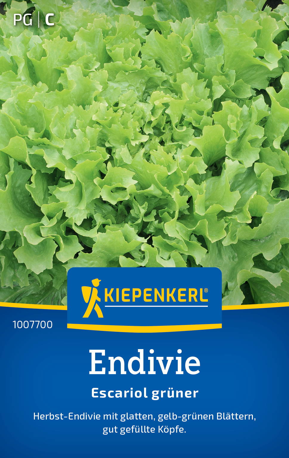 Endiviensamen Escariol grüner