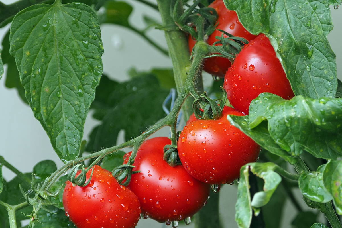 Tomaten an der Pflanze mit Wassertröpfchen und grünen Blättern.