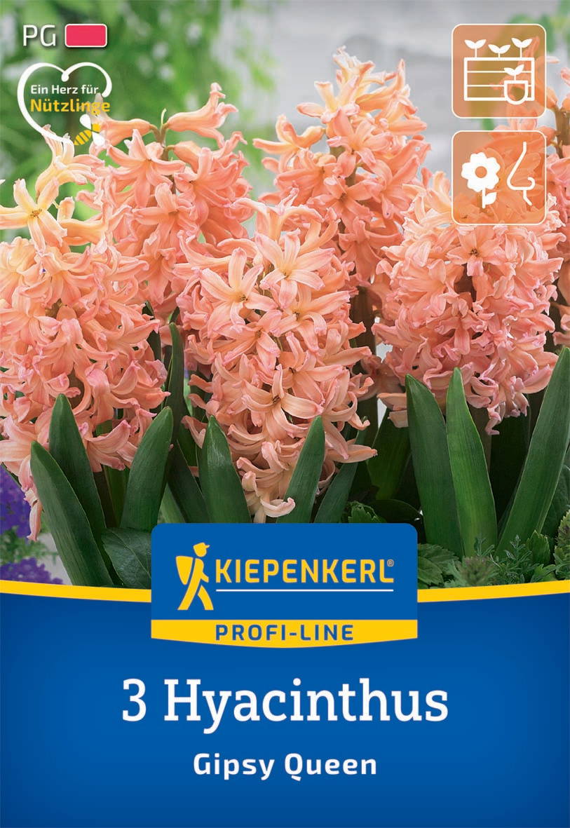 Drei große pinke Hyazinthenblüten mit grünen Blättern vor einem unscharfen Hintergrund.