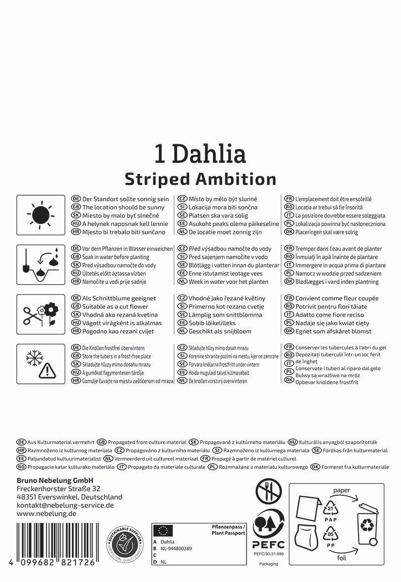 Anleitung für Dahlia Pflanzung mit Symbolen für Standort, Wasser, Schnitt, Blüte, Frostschutz und Recycling.