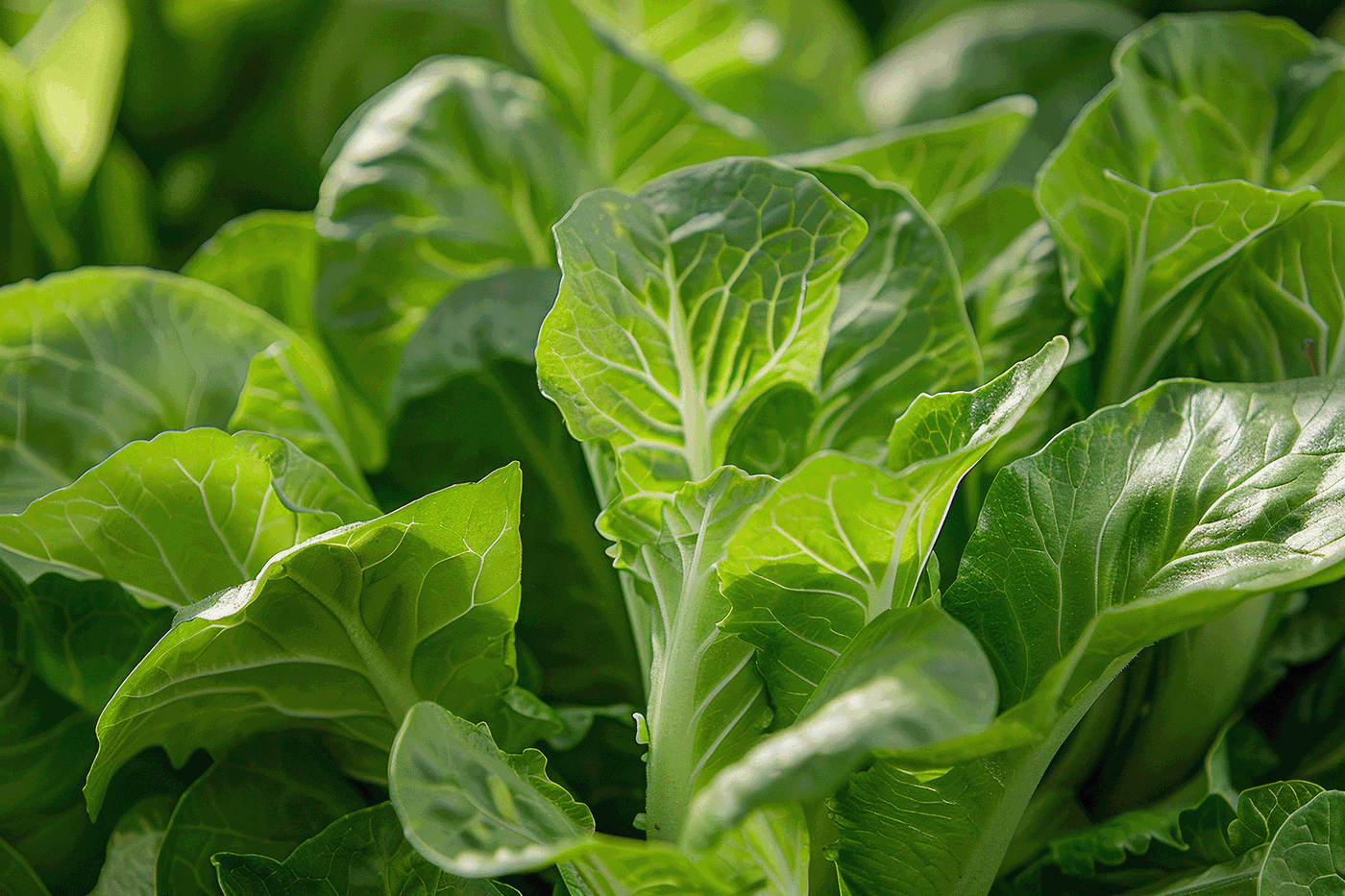 Grüne Salatblätter mit sichtbarer Aderung, Nahaufnahme.