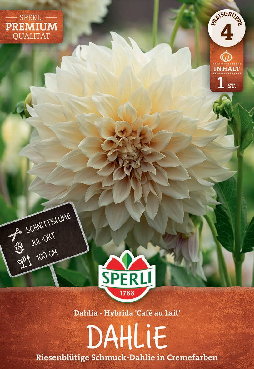 Weiße große Dahlienblüte mit mehreren Schichten, grüne Blätter im Hintergrund, Pflanzenschild mit Pflegehinweis und Markenlogo.