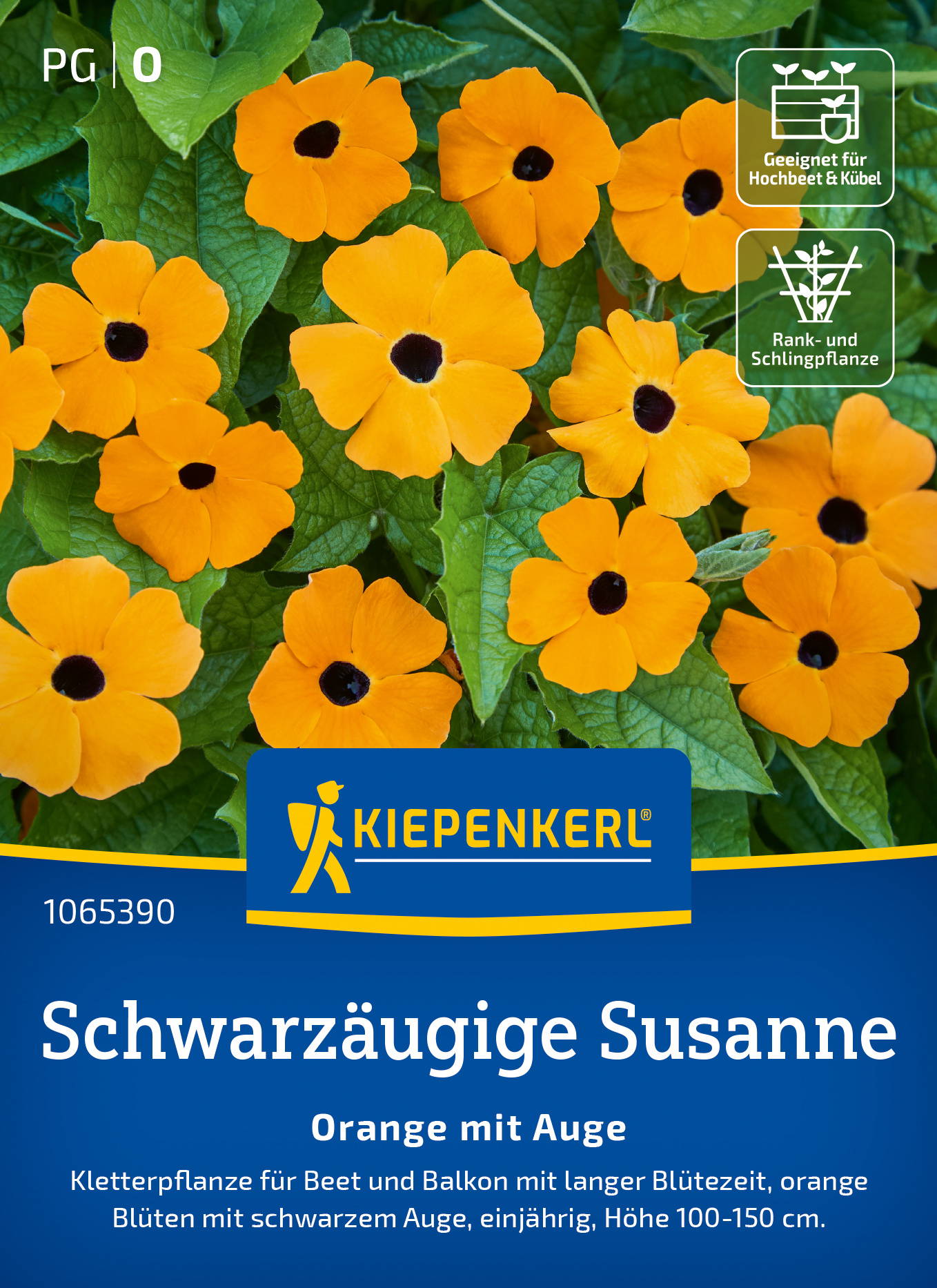 Schwarzäugige Susanne-Samen Orange mit Auge