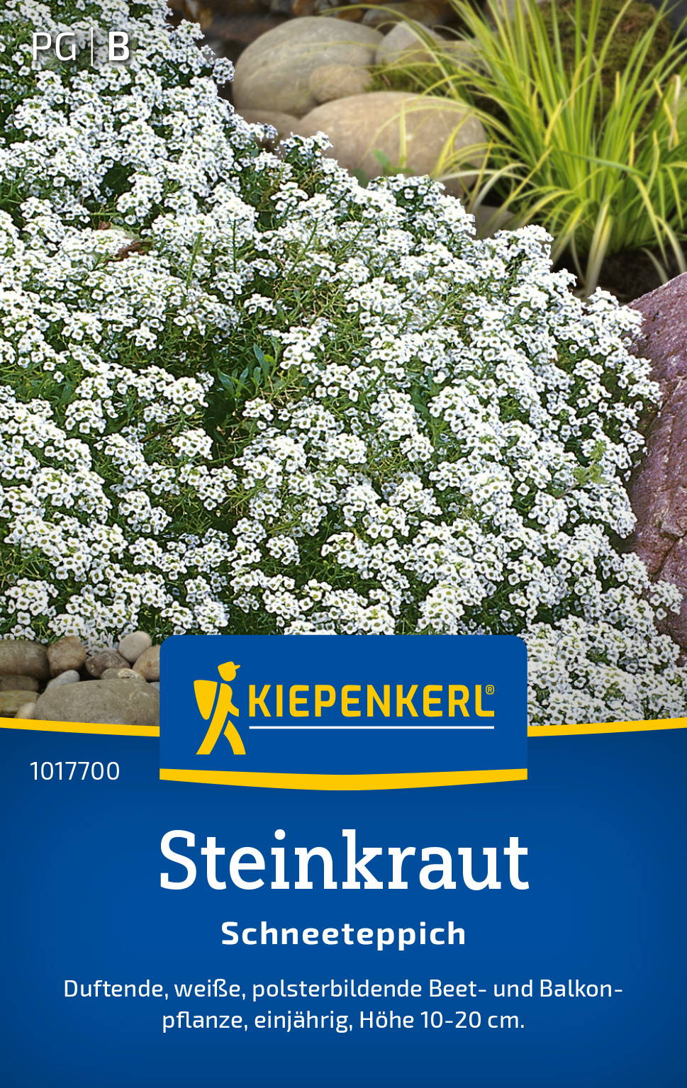 Steinkrautsamen Schneeteppich