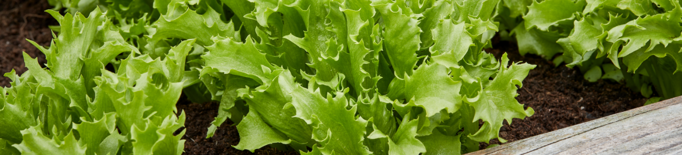Grüner Blattsalat wächst dicht nebeneinander in einem Beet mit dunkler Erde.