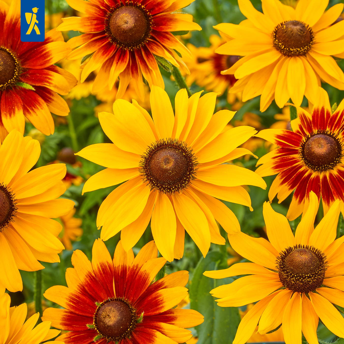 Gelbe und rotgelbe Sonnenblumen mit braunen Zentren vor grünem Hintergrund.