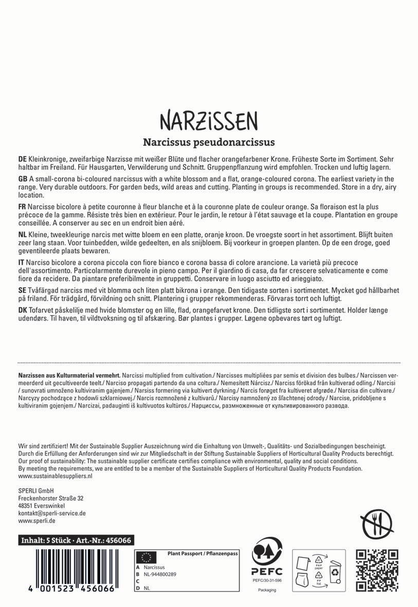 Narzisse mit weißen Blüten und oranger Krone, Kulturvarietät, outdoor lagerbar, Gruppenpflanzung empfohlen.