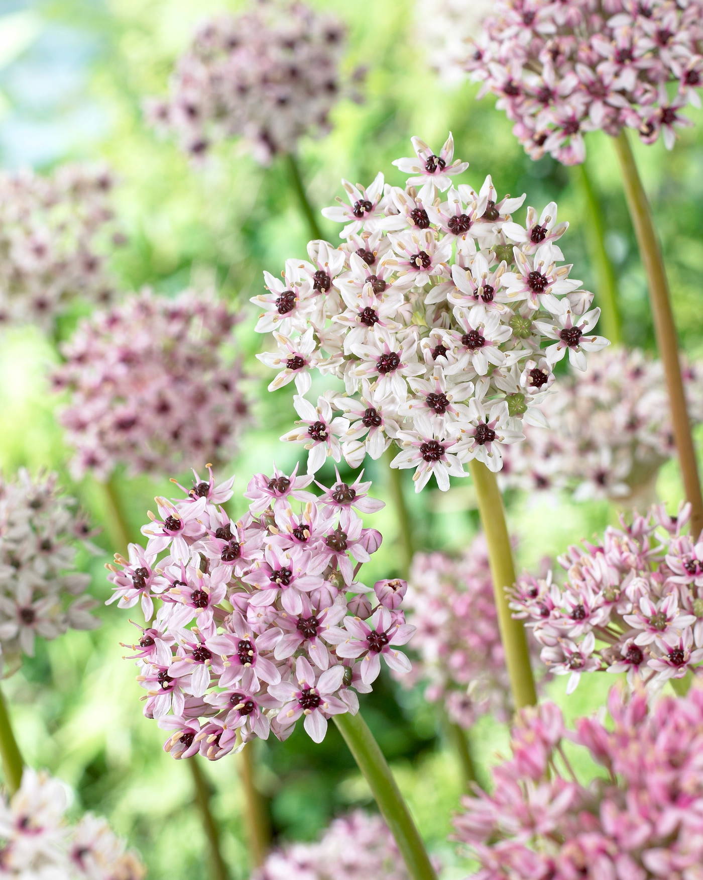 Mehrere pinkfarbene und weiße Blüten allerer Reihen auf grünen Stängeln, im Hintergrund unscharfe Blüten und grünes Laub.