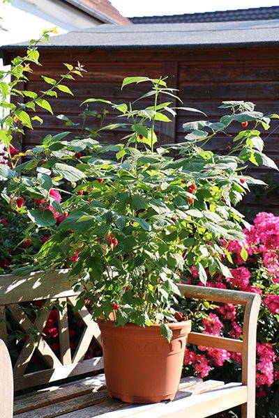 Großer grüner Busch mit roten Blüten in Terrakotta-Topf auf Holzbank in Garten