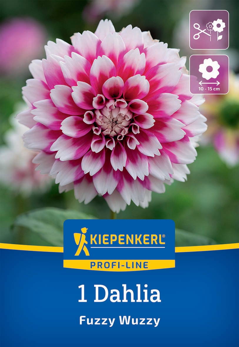 Rosa und weiße Dahlie mit voll aufgeblühtem Blütenkopf und grünen Blättern im Hintergrund.