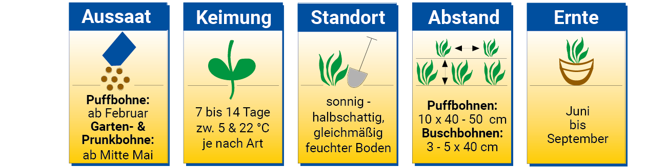 Anbaubild mit Informationen zu Aussaat, Keimung, Standort, Abstand und Ernte von Pflanzen