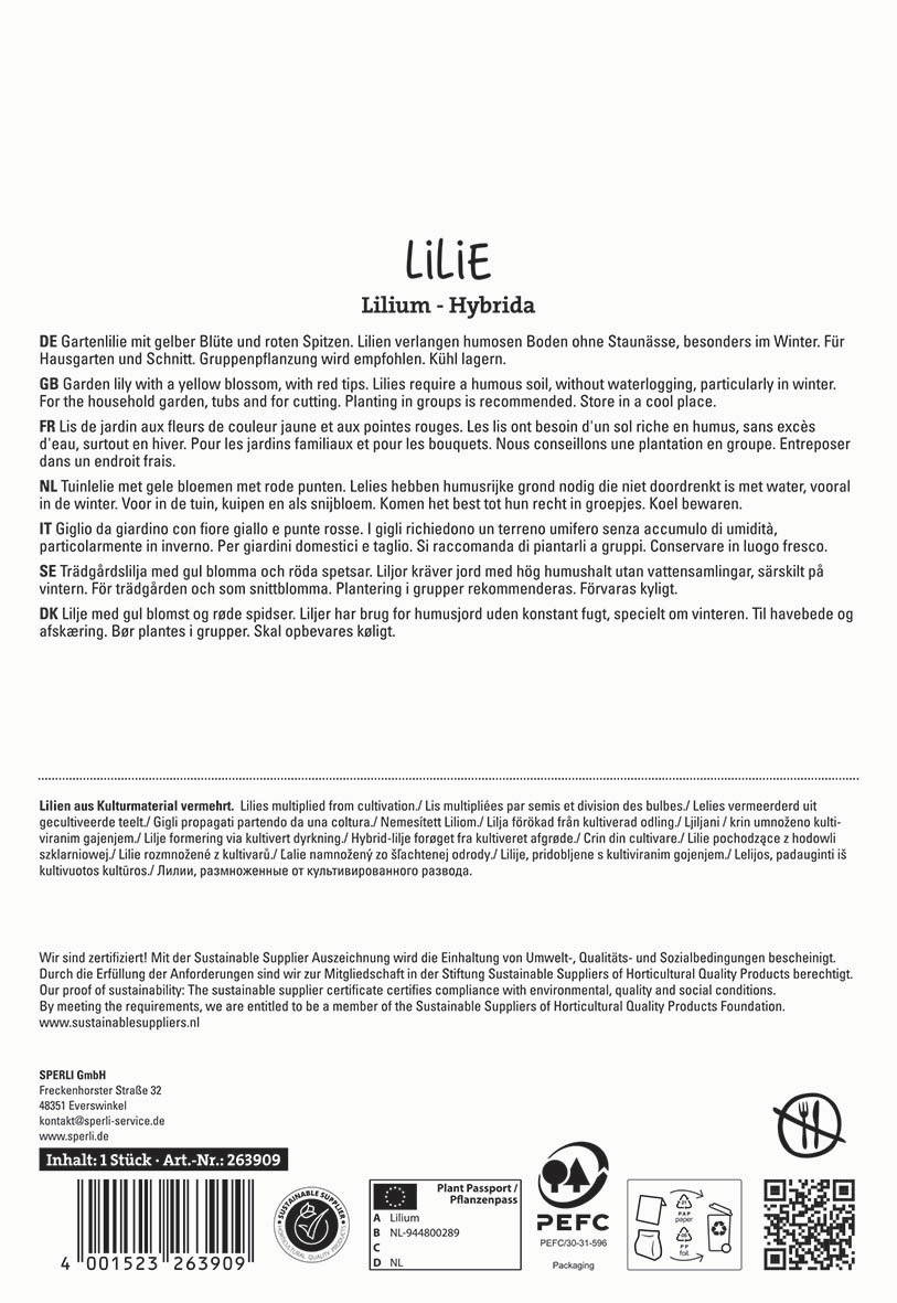 Text in multiple languages describing a garden lily with yellow blooms and red tips, planting recommended, store in cool place.