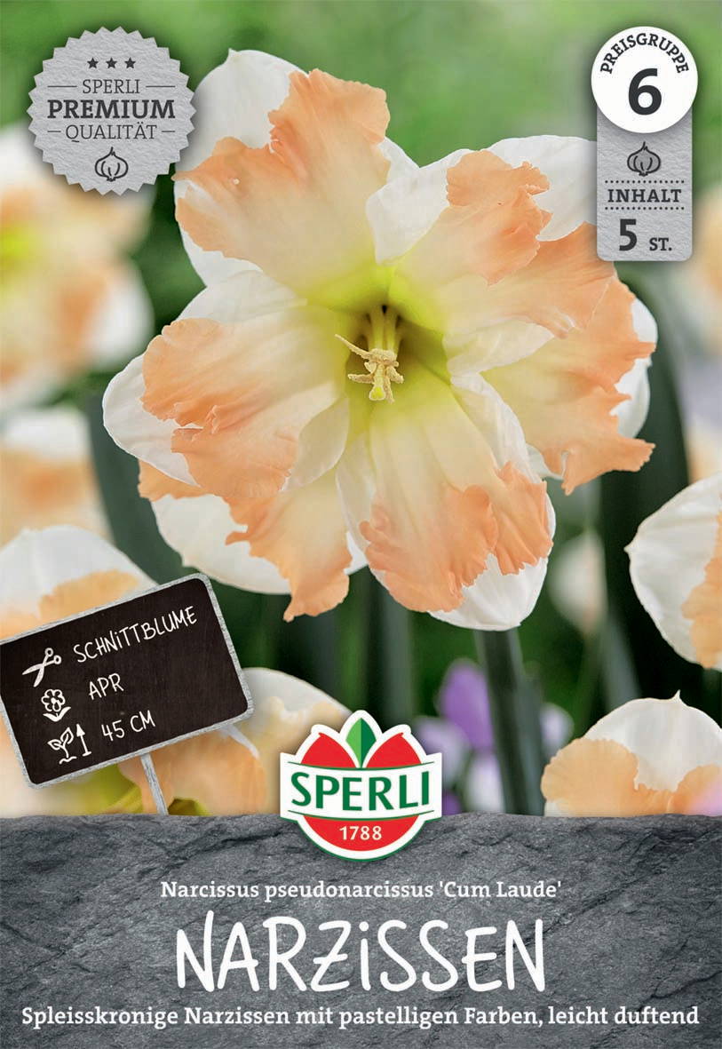 Narzisse mit weißen und peachfarbenen Blüten, 45 cm hoch, Saatgut in Packung, 5 Stück.