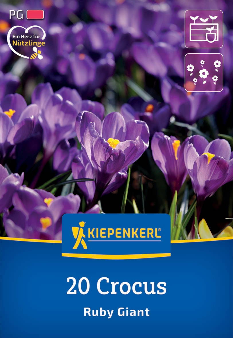 Violette Frühlingsblumen, Crocuses mit gelben Staubblättern auf grünem Gras, im Hintergrund unscharfe Blüten.