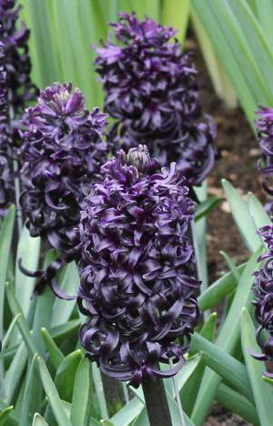 Mehrere birnförmige violette Hyazinthen in einem Garten.