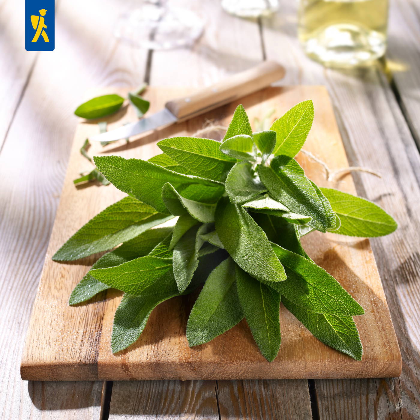 Frisches Salbei auf einem Holzbrett mit Messer, im Hintergrund zwei Gläser mit Getränk.