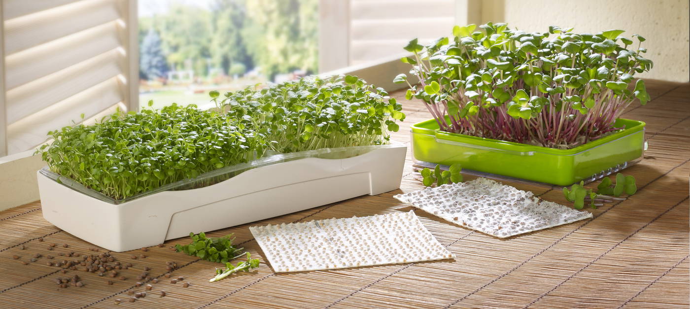 Grüne Sprossen wachsen in weißen und grünen Kunststoffanbaubechern auf einem Bambusmatte.