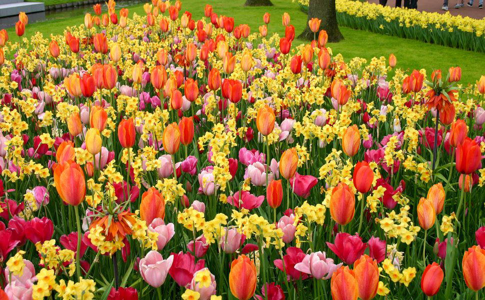 Bunte Tulpen und Primeln blühen in einem Garten.