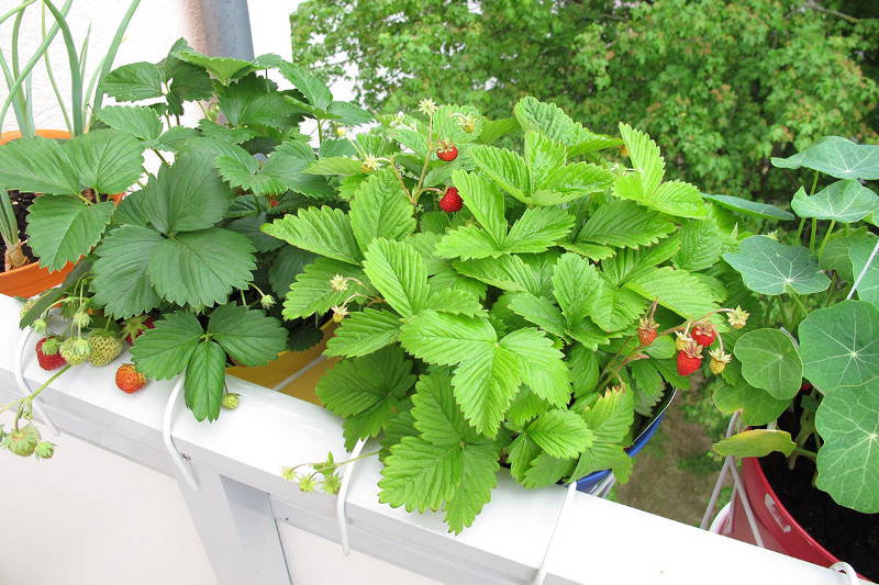 Erdbeerpflanzen mit grünen Blättern, weißen Blüten und rohen sowie reifen Früchten.