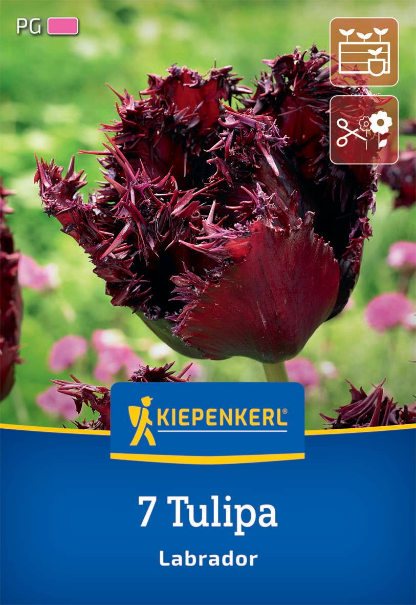 Gefranste Tulpe Labrador