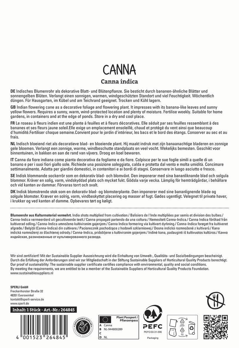 Indisches Blumengehölz mit bananaähnlichen Blättern und sonnengelben Blüten, in einer bereitgestellten Verpackung.