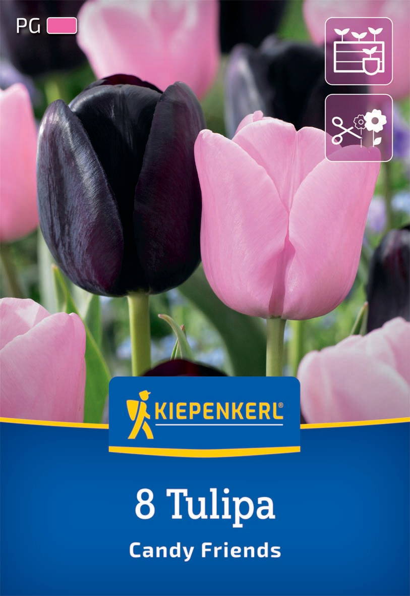 Nahaufnahme von pinken und schwarzen Tulpen auf einem Blumenfachmarkt, im Hintergrund unscharfe weitere Tulpen.