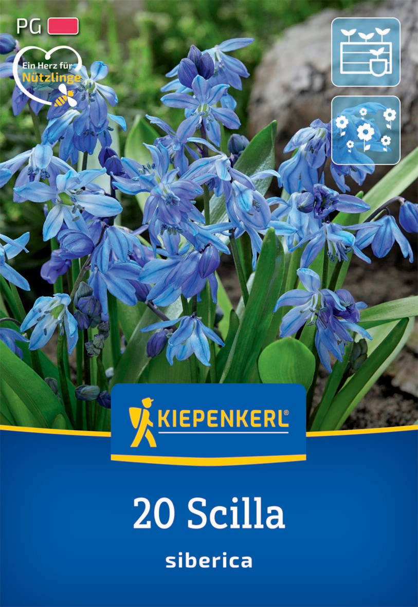 Blaue Scilla-Blumen mit grünen Blättern im Garten, Hintergrund mit Erde und Baumstamm.