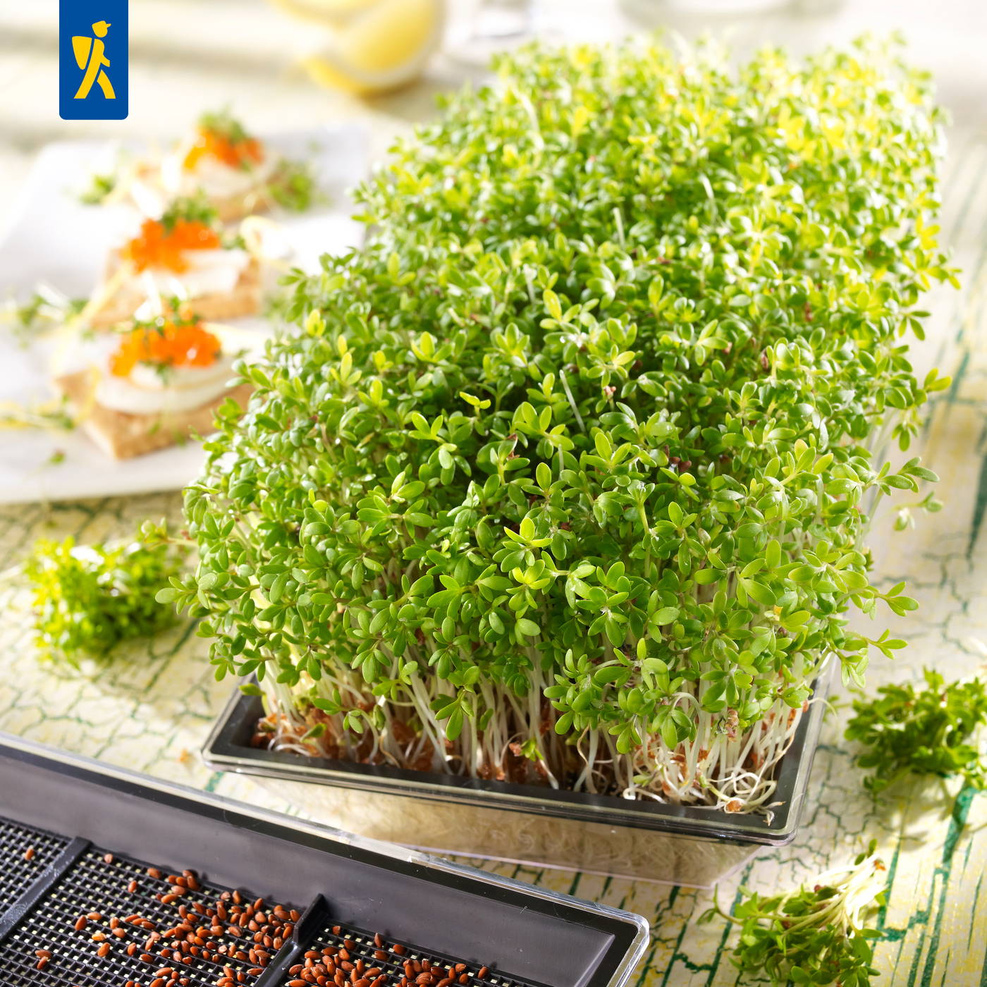 Grüner Sprossenschnitt auf einer Tafel, mit einer kleinen Pflanze daneben, und einigen Maulwurfshügeln im Hintergrund.