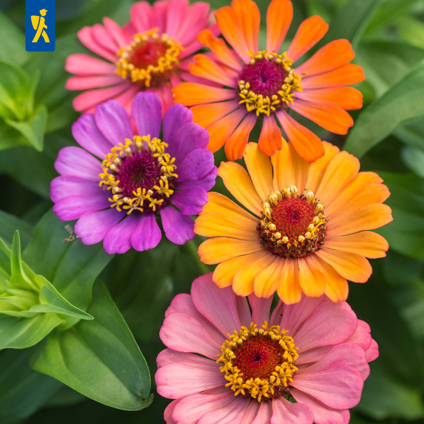 Bunte Zinnien in Pink, Orange und Lila mit grünen Blättern im Hintergrund.