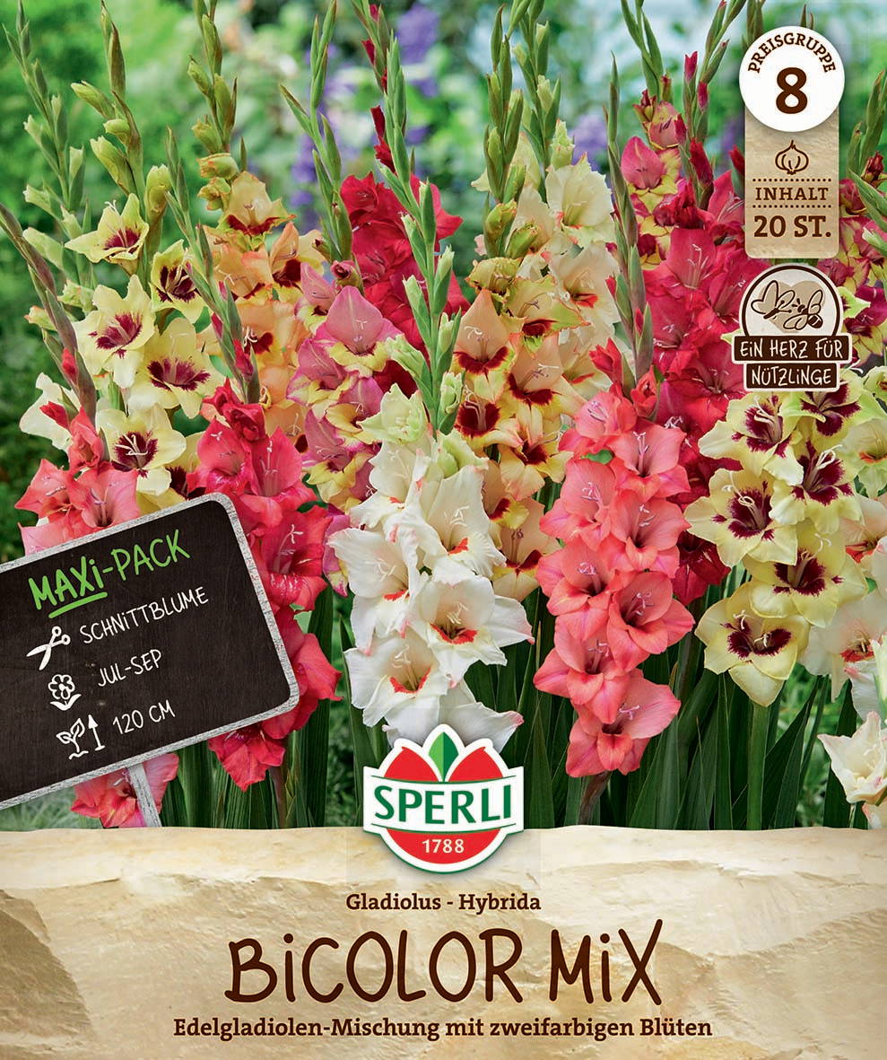 Bunt gemischte Gladiolen in gelb, rosa, orange und rot Blüte wächst in Garten.