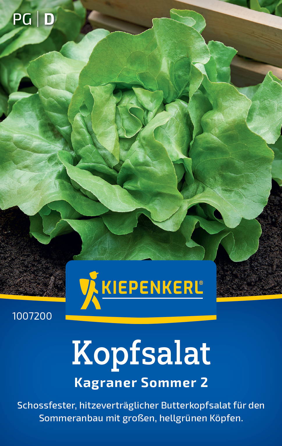 Kopfsalatsamen Kagraner Sommer 2