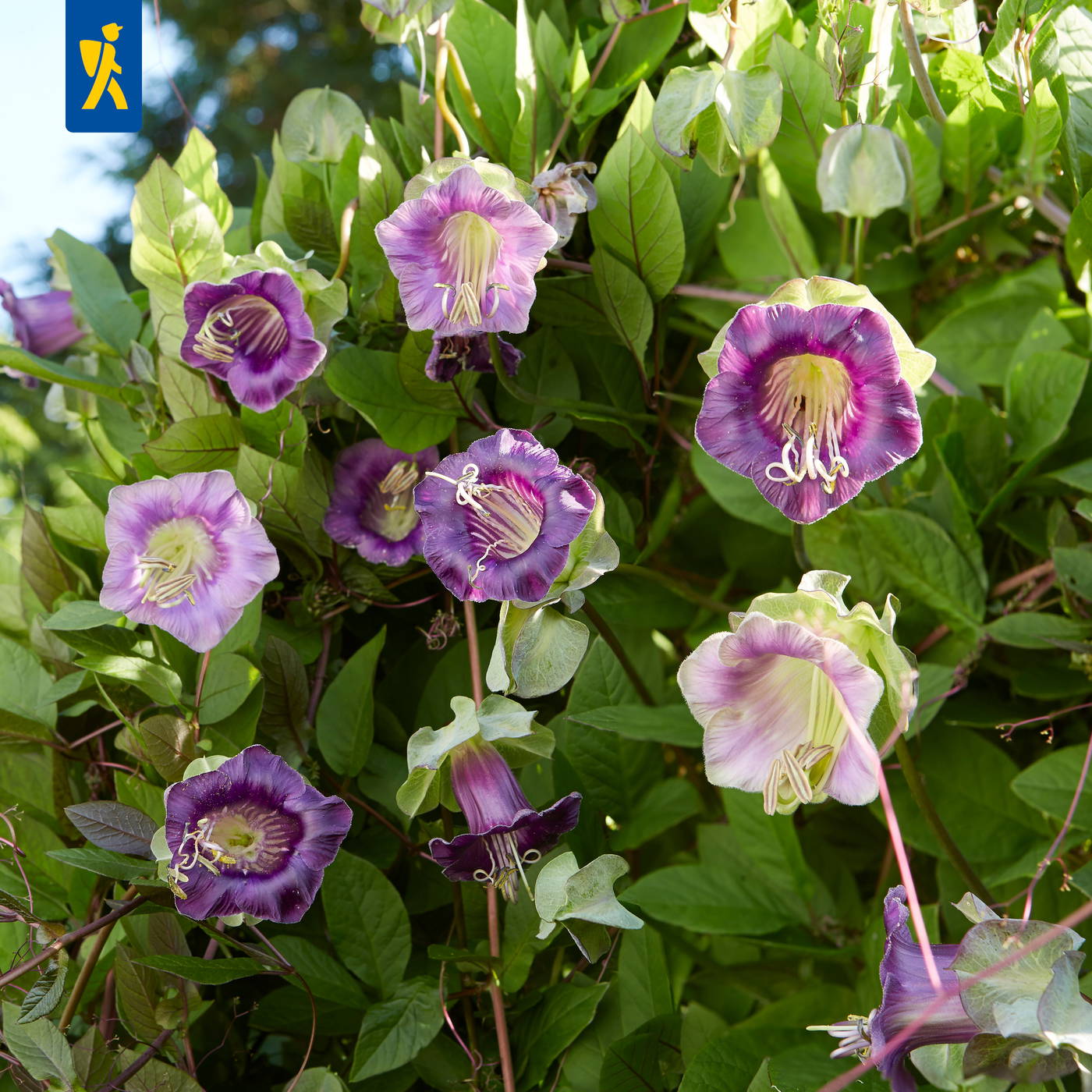 Violette, weiße und lila Trompetenblumen an einer Pflanze mit grünen Blättern.