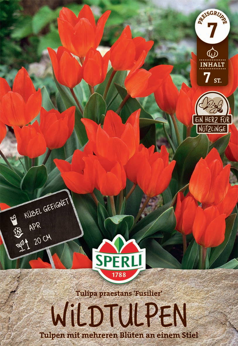 Orange Tulpen, Mehrblütig, 20 cm hoch, geeignet für Kübel, im Garten.