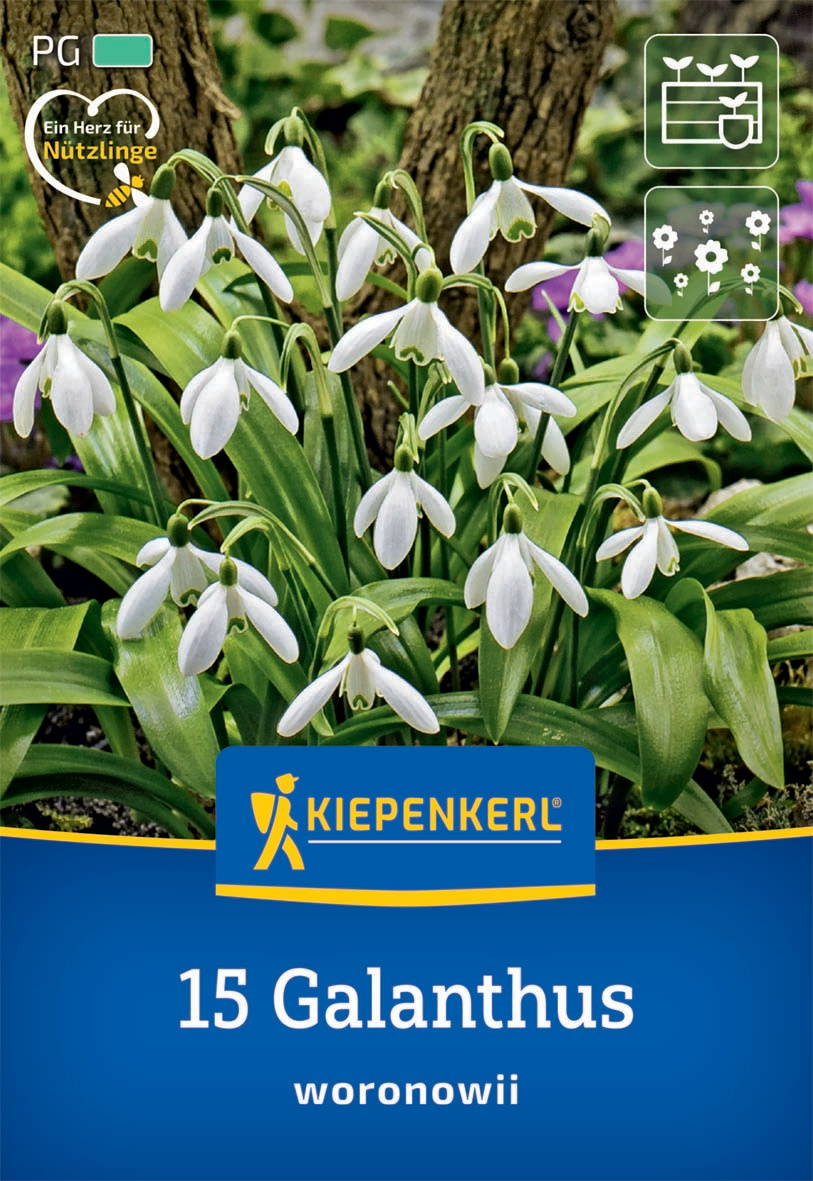 Weißer Galanthus (Schneeglöckchen) mit grünen Markierungen an Blüten, im Boden vor Baumstamm.