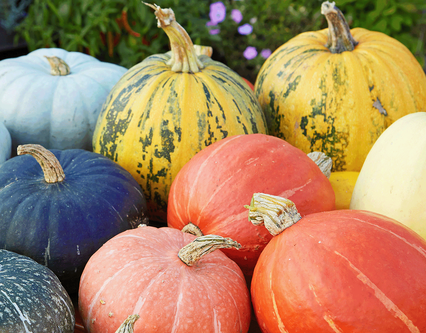 Bunte Halloween-Kürbisse in verschiedenen Farben und Größen auf einem Marktstand.