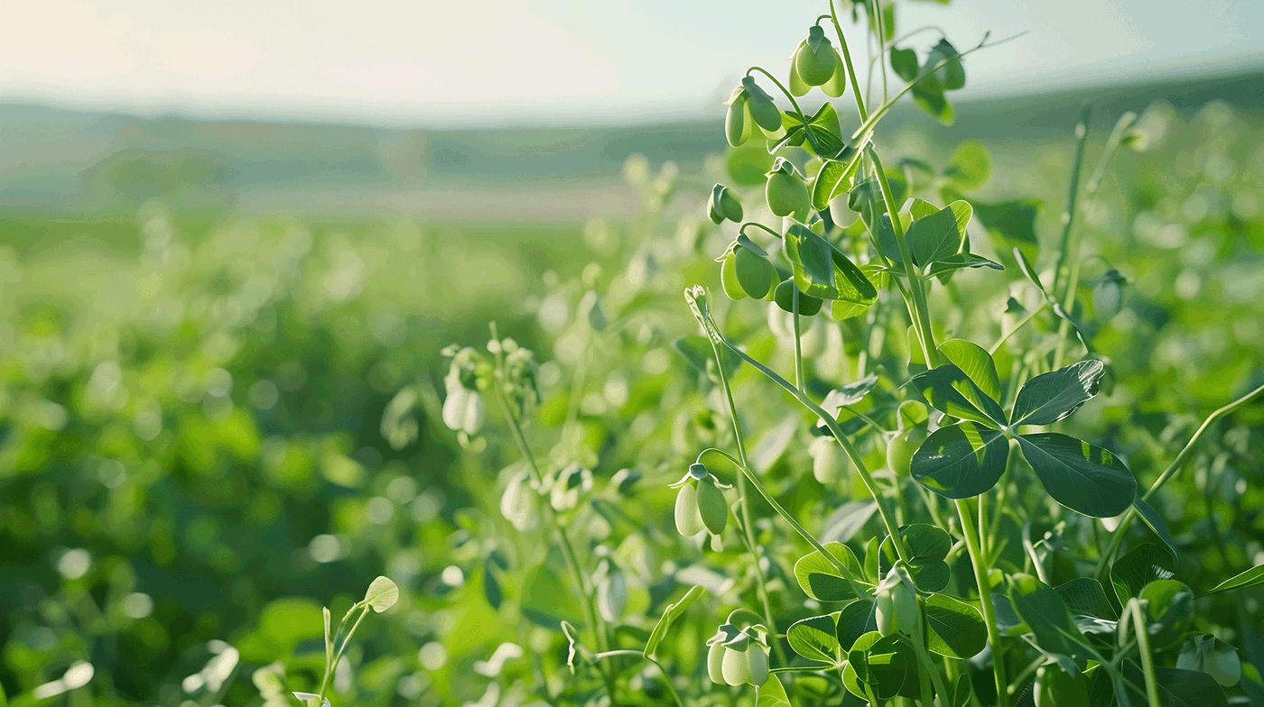Grüne Pflanzen mit weißen Blüten im Sonnenlicht auf einem Feld