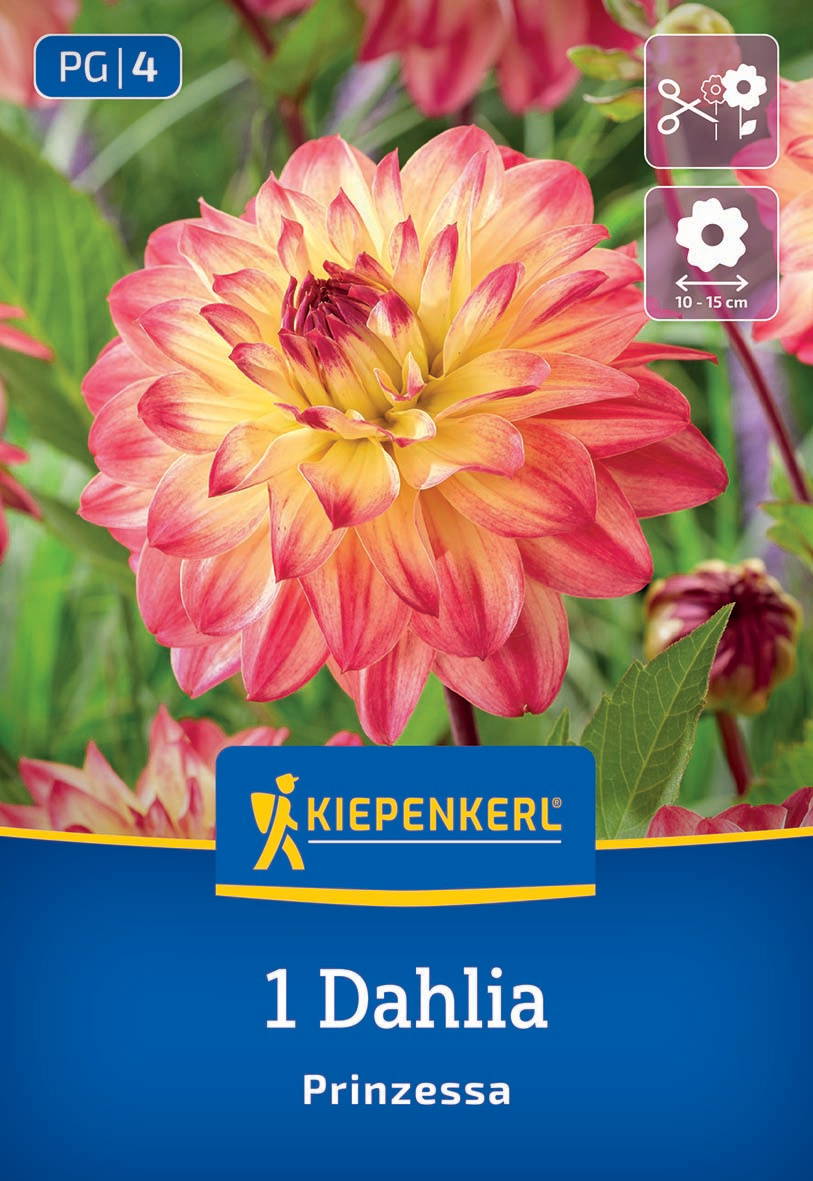 Große pinkgelbe Dahlie mit dichten Blütenblättern auf grüner Beyond.