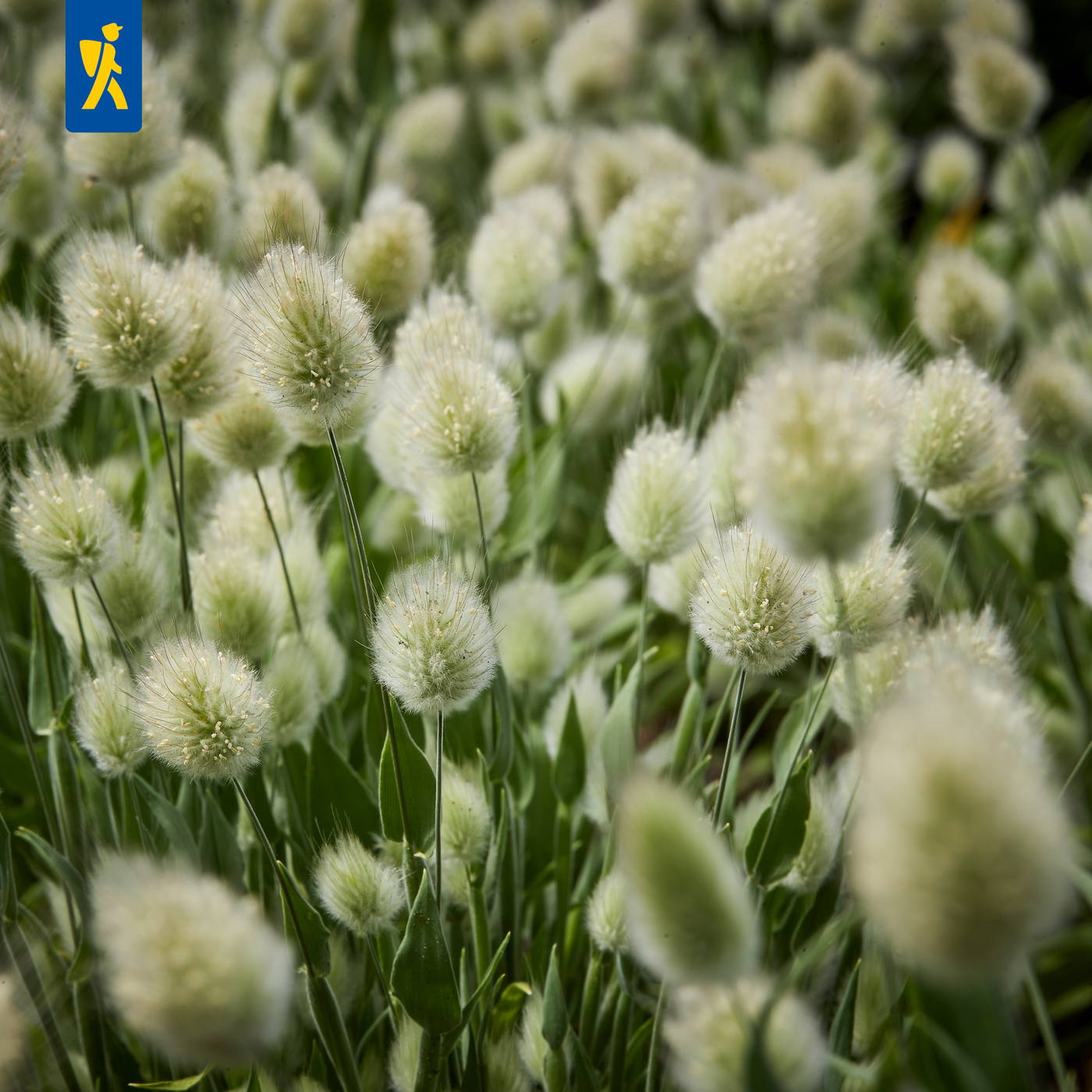 Grüne Grasfläche mit zahlreichen weißen, kometenförmigen Federborsten, die an Disteln erinnern.