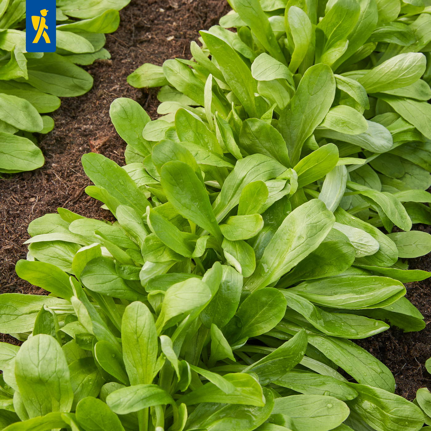 Grüne Salatpflanzen wachsen in Reihen auf dunklem Boden.