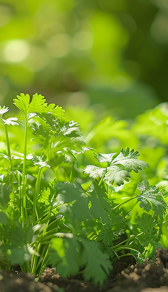 Grüne Petersilienpflanzen im Garten, Nahaufnahme, sonnige Tage.