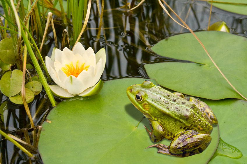 Grüner Frosch auf einer Wasserlilie neben einer weißen Wasserlilie in einem Teich