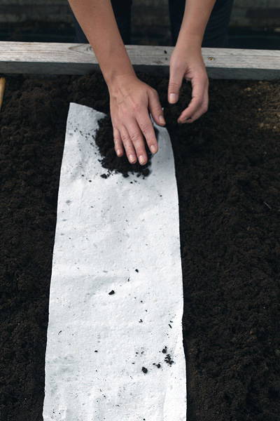 Person pflanzt Samen in Erde auf einer Gartenbank, mit weißen Papiertuch.