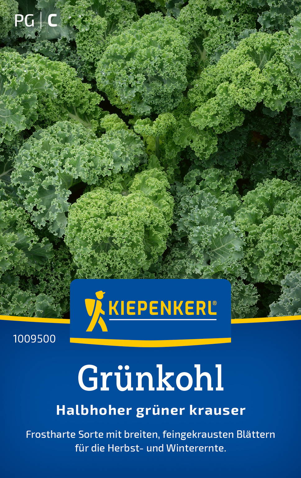 Grünkohlsamen Halbhoher grüner krauser