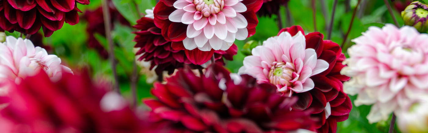 Bunte Dahlien in Rot, Weiß und Pink vor grünem Blatt Hintergrund.