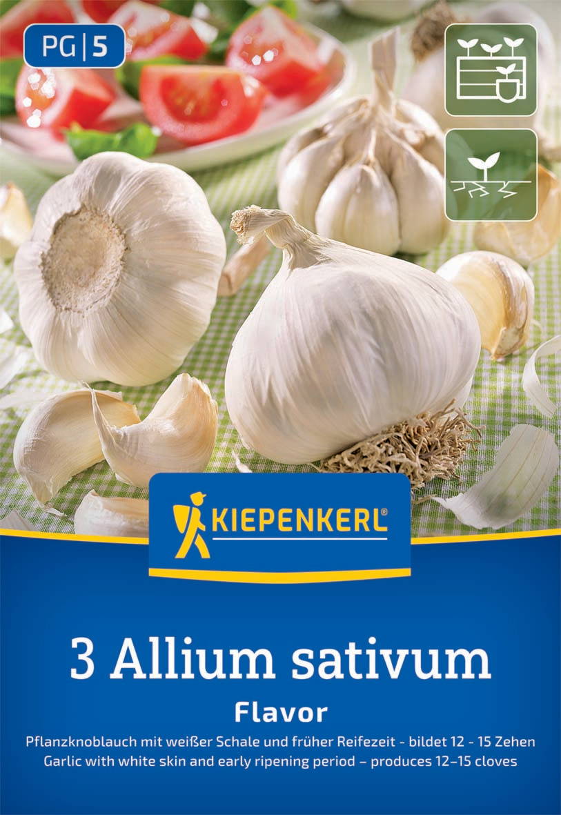 Weißer Knoblauch, Knoblauchzehen, Knoblauchkopf auf grüner Tischdecke.