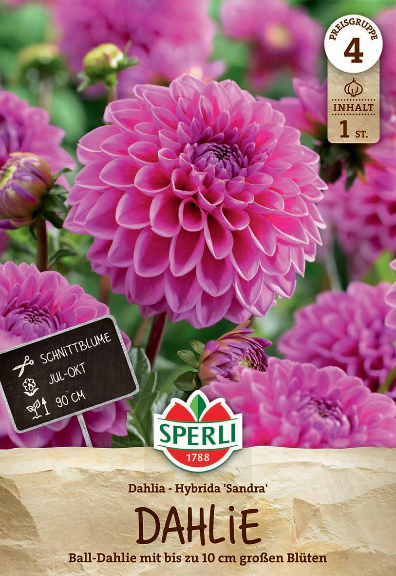 Große pinke Dahlienblüte mit mehreren geschlossenen Knospen im Garten.