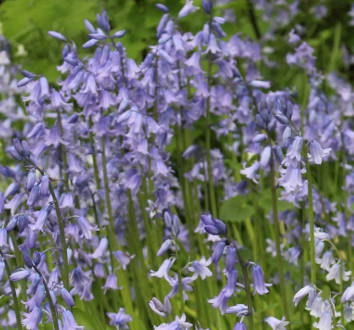 Blaue Glockenblumen auf einer grünen Wiese